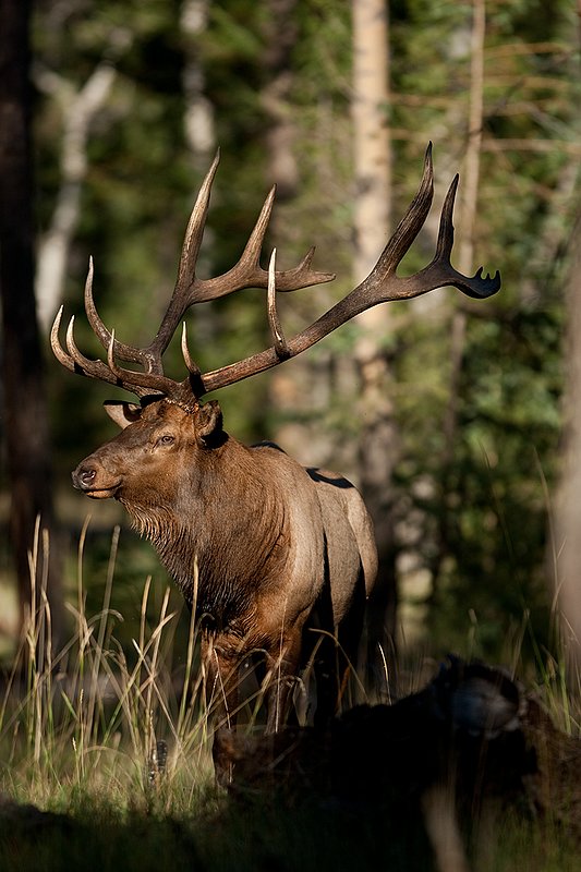 TC-Bull Elk-D00315-02361.jpg :: 7x8 Trophy Class Bull Elk alertly standing straight on in semi open timber