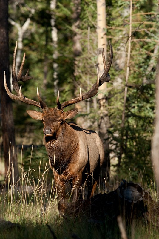 TC-Bull Elk-D00315-02365.jpg :: 7x8 Trophy Class Bull Elk alertly standing straight on in semi open timber