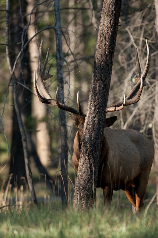TC-Bull Elk-D00315-02401.jpg :: 7x8 Trophy Class Bull Elk standing straight alertly peering around a treel in open timber