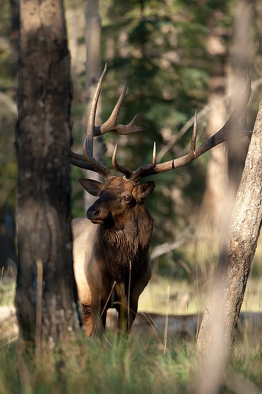 TC-Bull Elk-D00315-02405.jpg :: 7x8 Trophy Class Bull Elk standing straight alertly peering around a treel in open timber