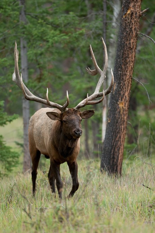 TC-Bull Elk-D00315-02417.jpg :: 7x8 Trophy Class Bull Elk walking straight on through open timber