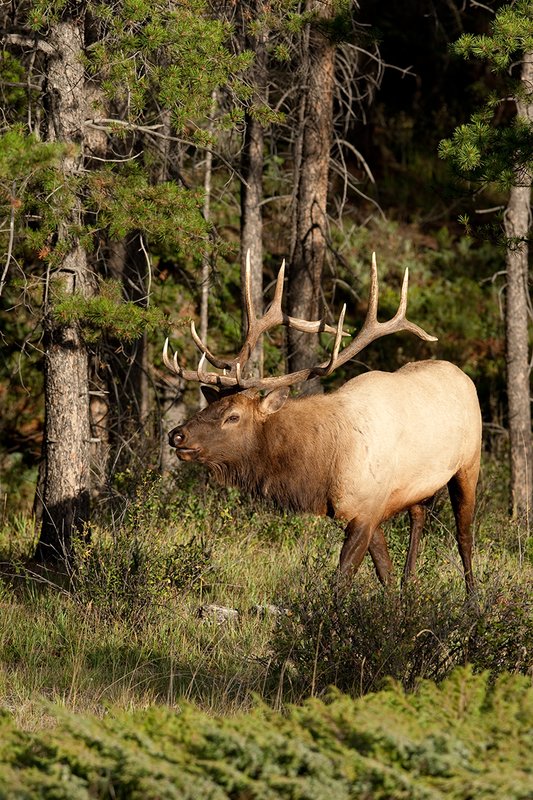 TC-Bull Elk-D00315-02591.jpg :: 6x7 Bull Elk with incredibly long G3's alertly walking through an opening in the timber