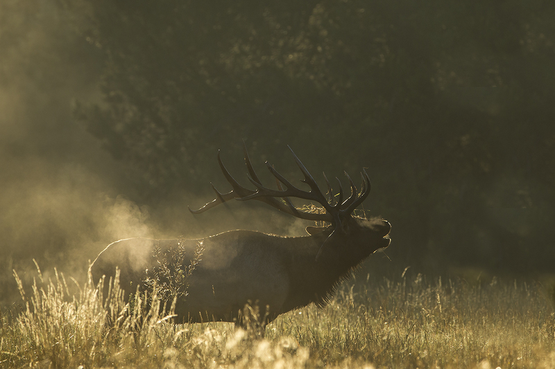 TC-Bull Elk-D00315-08949.jpg :: 7x8 Bull Elk with droptine, in forest opening bugling, silhouetted in the morning sun on a foggy morning