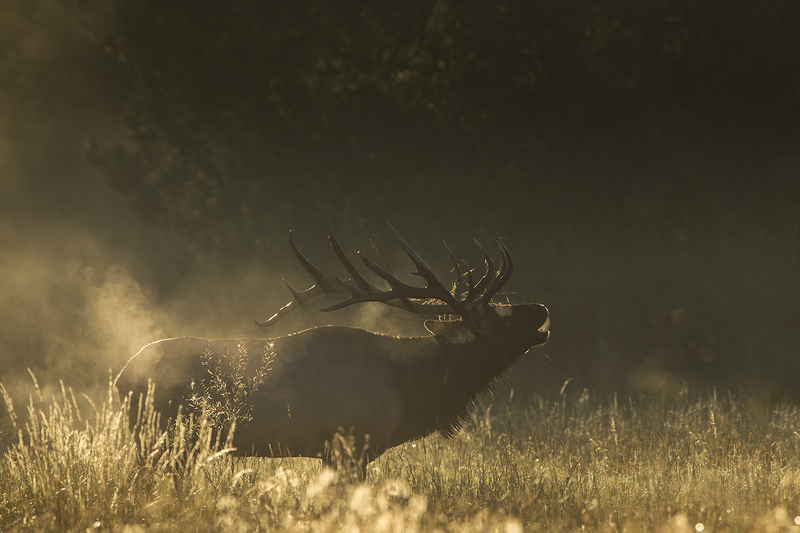 TC-Bull Elk-D00315-08954.jpg :: 7x8 Bull Elk with droptine, in forest opening bugling, silhouetted in the morning sun on a foggy morning