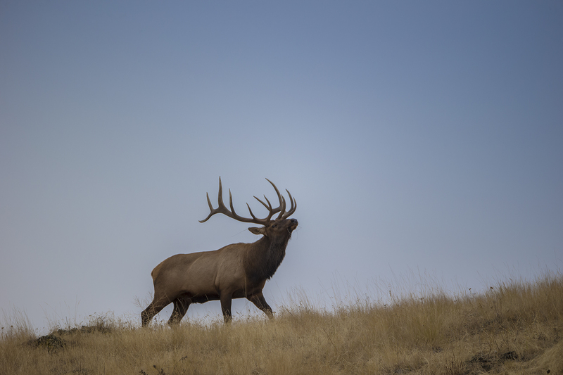 TC-Bull Elk-D00315-09018.jpg :: Trophy class 6x6 bull elk walking across skyline of open hillside