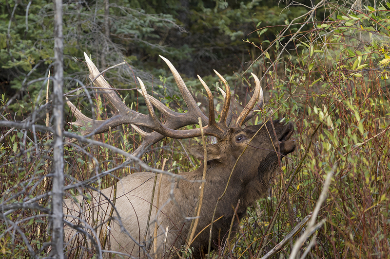 TC-Bull Elk-D00315-09186(1).jpg :: 7x8 trophy class bull elk standing in dense willow, brush bottom, bugling