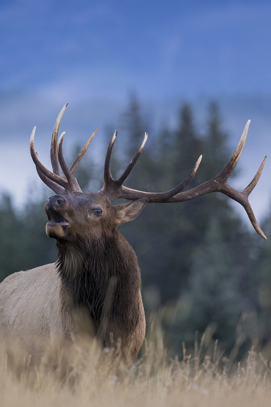 TC-Bull Elk-D00315-09294.jpg :: 6x6 bull elk in early morning cold bugling challenge to other bulls.