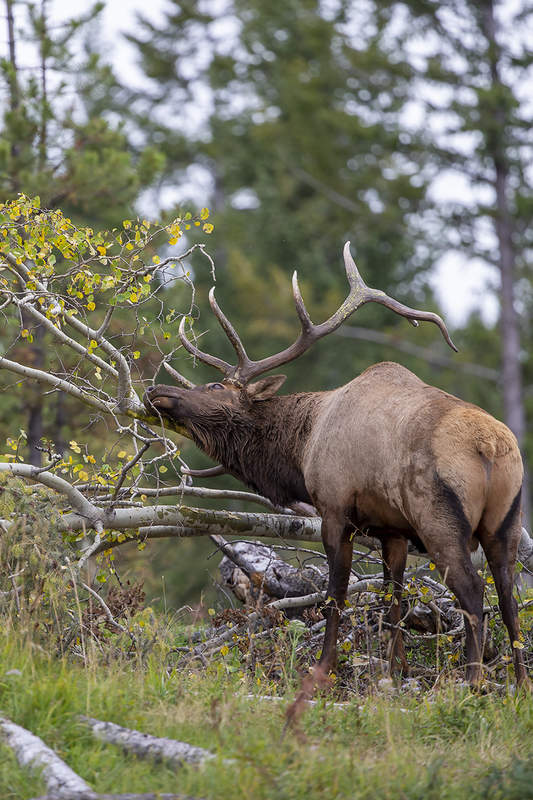 TC-Bull Elk-D00315-09747(1).jpg :: 7x9 Trophy Class bull elk raking his antlers on downed aspen tree