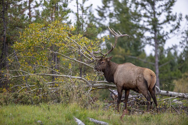 TC-Bull Elk-D00315-09765.jpg :: 7x9 Trophy Class bull elk raking his antlers on downed aspen tree