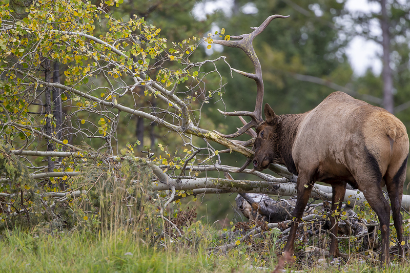TC-Bull Elk-D00315-09780.jpg :: 7x9 Trophy Class bull elk raking his antlers on downed aspen tree