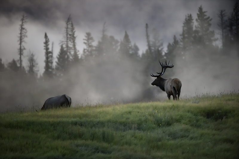TC-Bull Elk-D00315-09897.jpg :: 7X9 Trophy Class bull elk on hillsideon a cold, foggy morning tending to a cow