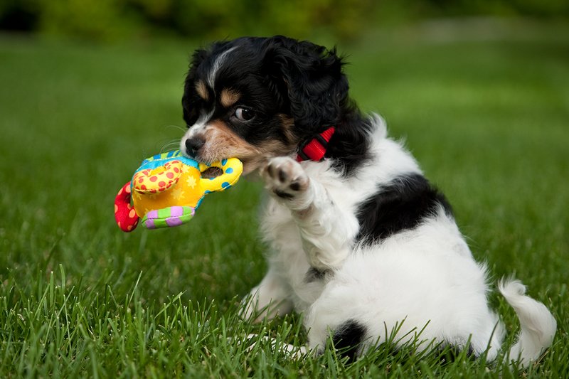 TC-Cavashon Puppy-D40120-00008.jpg :: 8 week old Cavashon Puppy playing with toy on grass