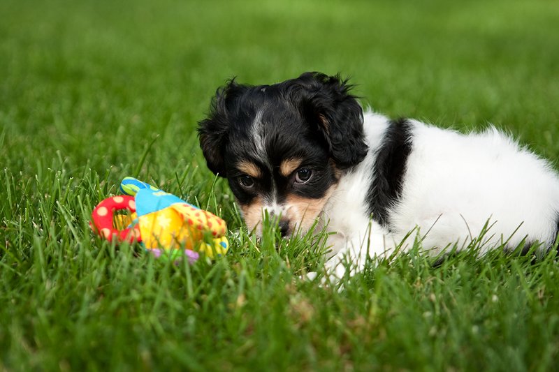 TC-Cavashon Puppy-D40120-00017.jpg :: 8 week old Cavashon Puppy playing with toy on grass