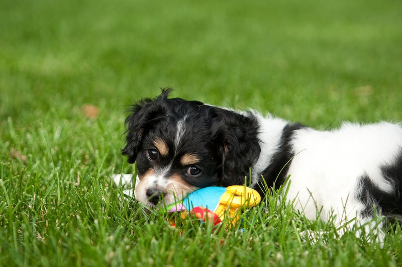 TC-Cavashon Puppy-D40120-00029.jpg :: 8 week old Cavashon Puppy playing with toy on grass