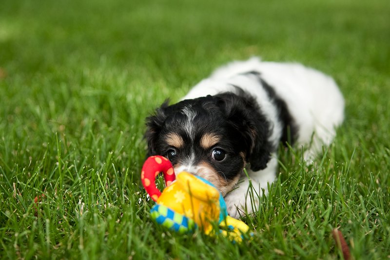 TC-Cavashon Puppy-D40120-00039.jpg :: 8 week old Cavashon Puppy playing with toy on grass