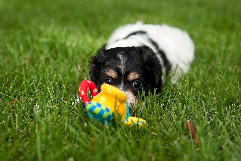 TC-Cavashon Puppy-D40120-00042.jpg :: 8 week old Cavashon Puppy playing with toy on grass