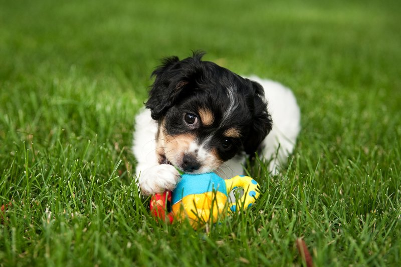 TC-Cavashon Puppy-D40120-00044.jpg :: 8 week old Cavashon Puppy playing with toy on grass