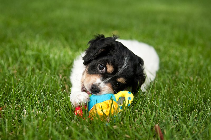 TC-Cavashon Puppy-D40120-00050.jpg :: 8 week old Cavashon Puppy playing with toy on grass