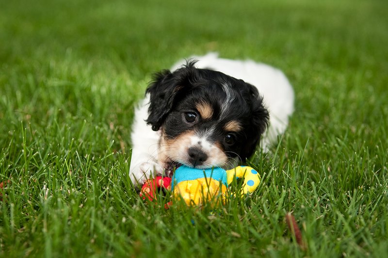TC-Cavashon Puppy-D40120-00057.jpg :: 8 week old Cavashon Puppy playing with toy on grass