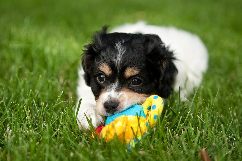 TC-Cavashon Puppy-D40120-00060.jpg :: 8 week old Cavashon Puppy playing with toy on grass