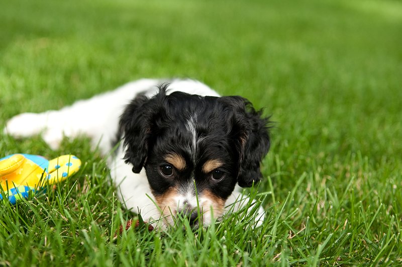 TC-Cavashon Puppy-D40120-00062.jpg :: 8 week old Cavashon Puppy playing with toy on grass