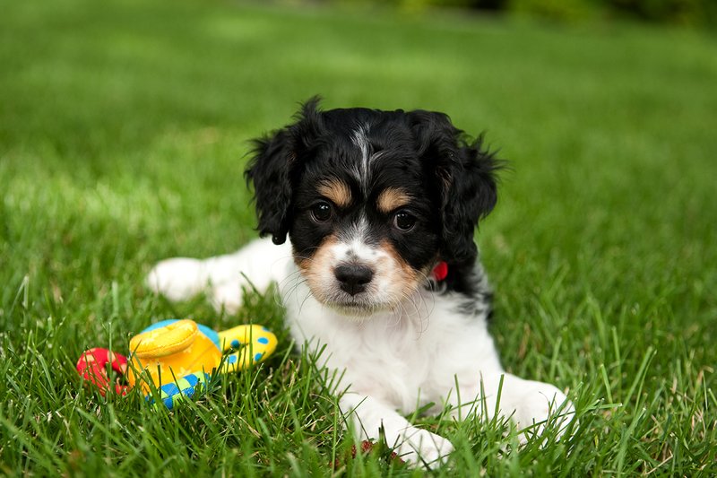 TC-Cavashon Puppy-D40120-00069.jpg :: 8 week old Cavashon Puppy playing with toy on grass