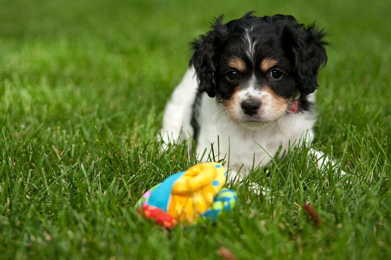 TC-Cavashon Puppy-D40120-00078.jpg :: 8 week old Cavashon Puppy playing with toy on grass