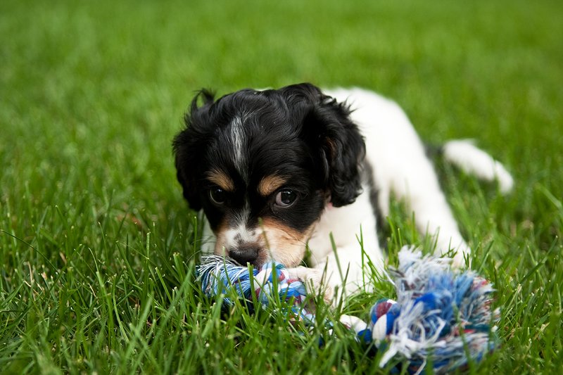 TC-Cavashon Puppy-D40120-00081.jpg :: 8 week old Cavashon Puppy playing with toy on grass