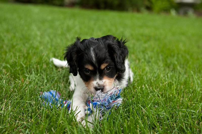 TC-Cavashon Puppy-D40120-00092.jpg :: 8 week old Cavashon Puppy playing with toy on grass