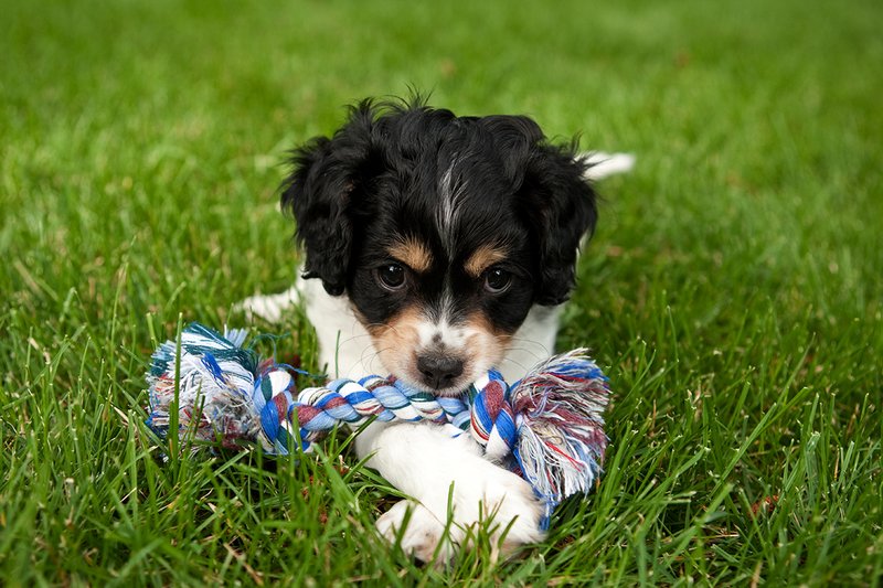 TC-Cavashon Puppy-D40120-00106.jpg :: 8 week old Cavashon Puppy playing with toy on grass