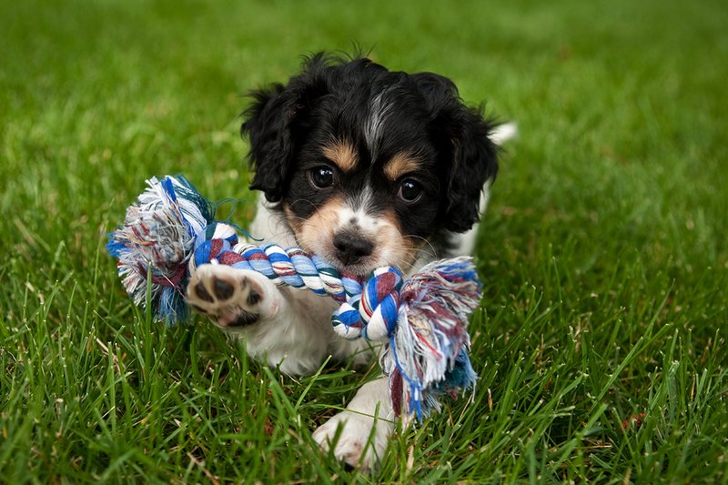 TC-Cavashon Puppy-D40120-00108.jpg :: 8 week old Cavashon Puppy playing with toy on grass