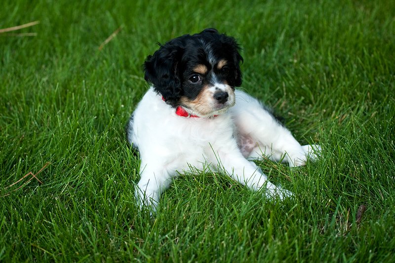TC-Cavashon Puppy-D40120-00147.jpg :: 8 week old Cavashon Puppy playing in grass