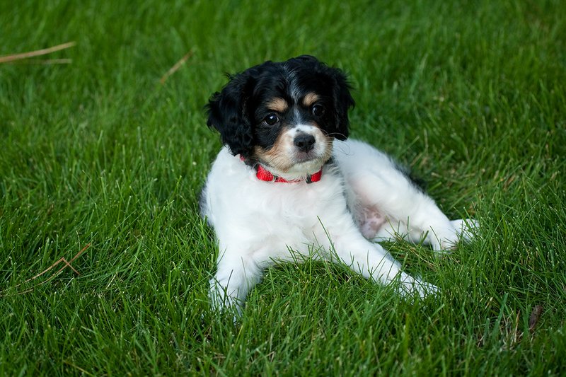 TC-Cavashon Puppy-D40120-00152.jpg :: 8 week old Cavashon Puppy playing in grass