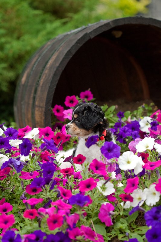 TC-Cavashon Puppy-D40120-00172.jpg :: 10 week old Tri-colored Cavashon Puppy playing in a patch of petunias