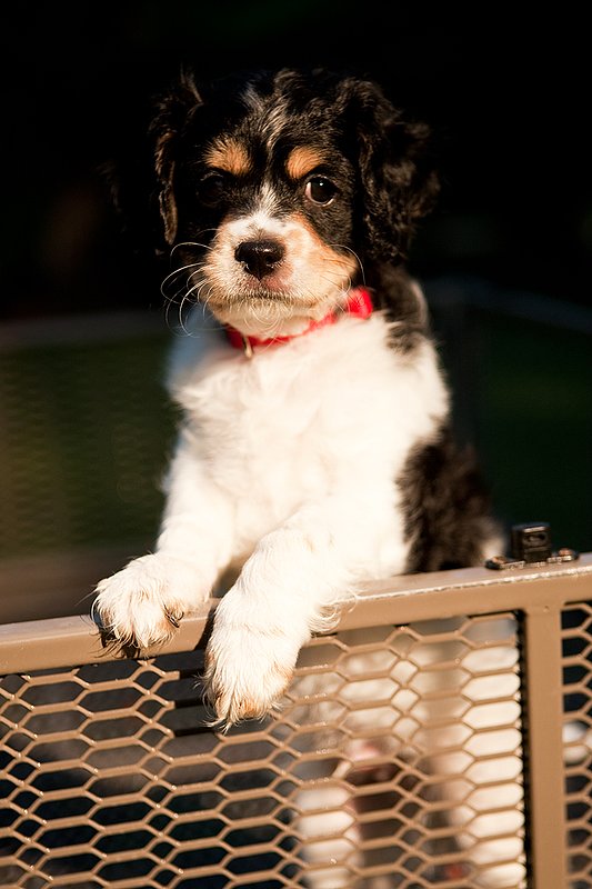 TC-Cavashon Puppy-D40120-00196.jpg :: 8 week old Tri-colored Cavashon Puppy playing in the back of a yard wagon with side rails.