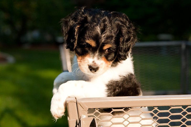 TC-Cavashon Puppy-D40120-00199.jpg :: 8 week old Tri-colored Cavashon Puppy playing in the back of a yard wagon with side rails.