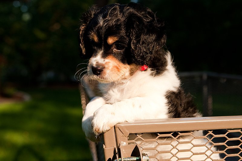TC-Cavashon Puppy-D40120-00201.jpg :: 8 week old Tri-colored Cavashon Puppy playing in the back of a yard wagon with side rails.