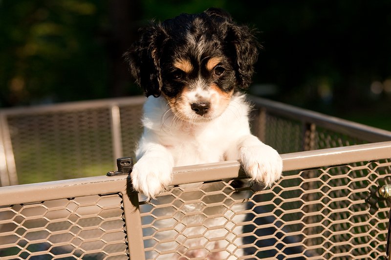 TC-Cavashon Puppy-D40120-00202.jpg :: 8 week old Tri-colored Cavashon Puppy playing in the back of a yard wagon with side rails.