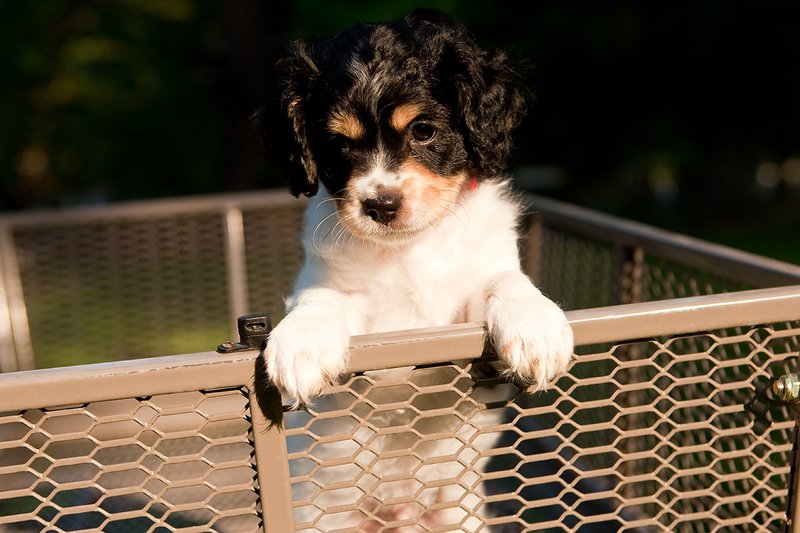TC-Cavashon Puppy-D40120-00204.jpg :: 8 week old Tri-colored Cavashon Puppy playing in the back of a yard wagon with side rails.
