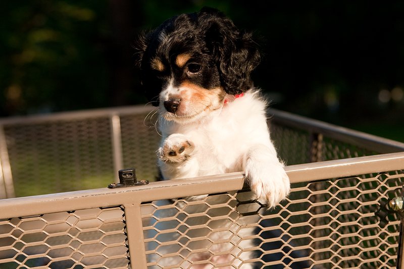 TC-Cavashon Puppy-D40120-00205.jpg :: 8 week old Tri-colored Cavashon Puppy playing in the back of a yard wagon with side rails.