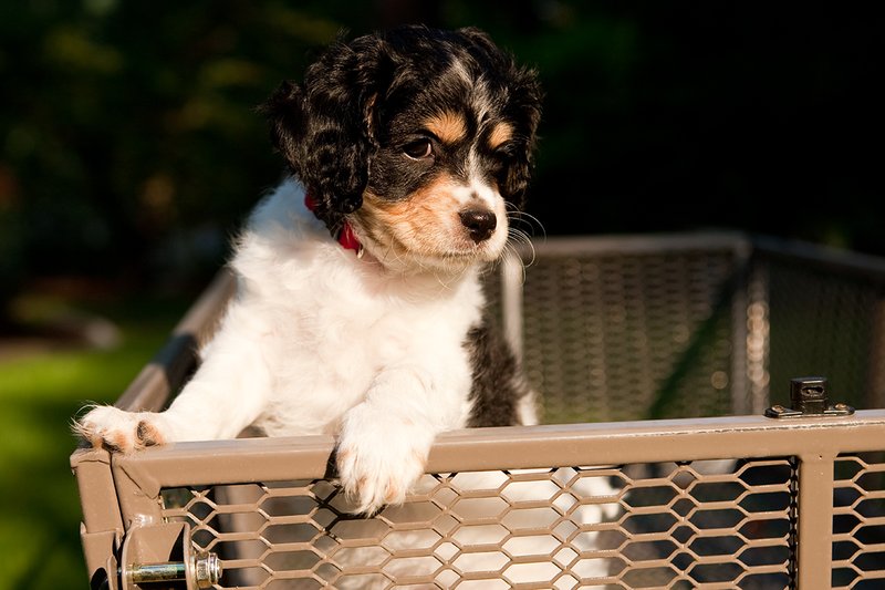 TC-Cavashon Puppy-D40120-00207.jpg :: 8 week old Tri-colored Cavashon Puppy playing in the back of a yard wagon with side rails.