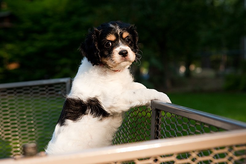 TC-Cavashon Puppy-D40120-00211.jpg :: 8 week old Tri-colored Cavashon Puppy playing in the back of a yard wagon with side rails.