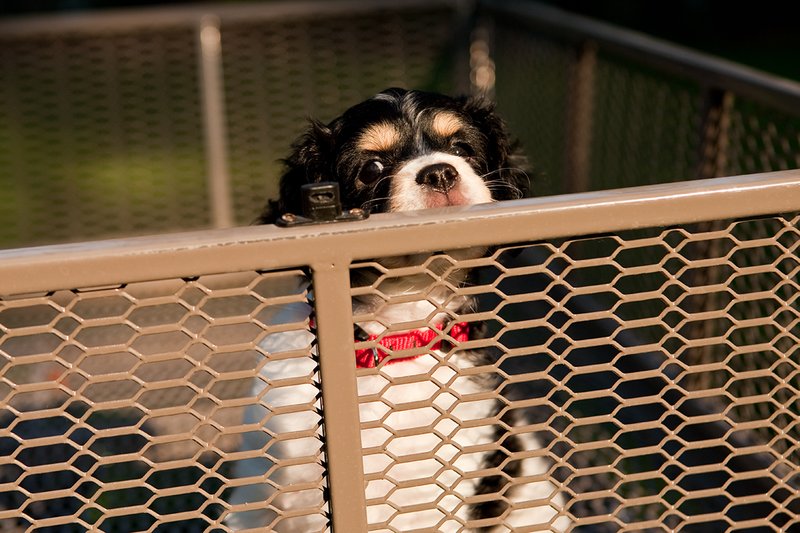 TC-Cavashon Puppy-D40120-00213.jpg :: 8 week old Tri-colored Cavashon Puppy playing in the back of a yard wagon with side rails.