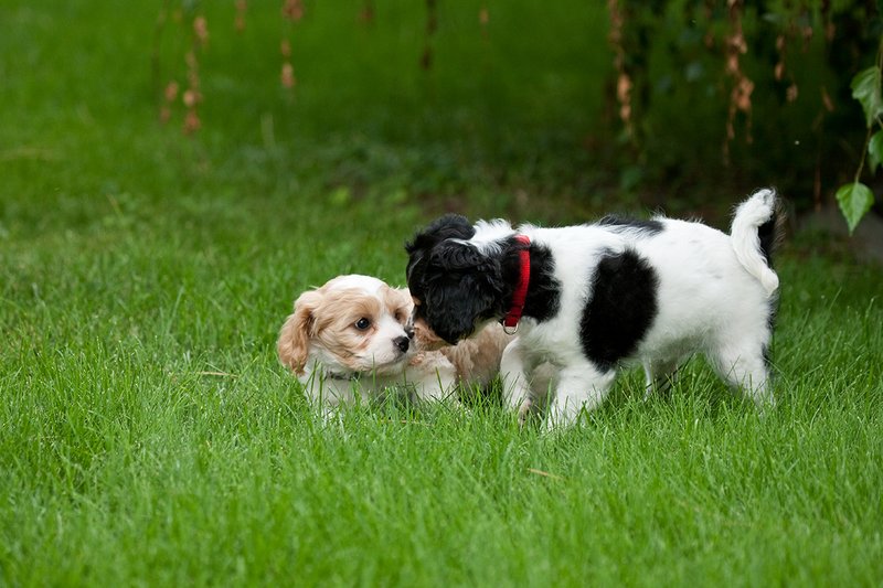 TC-Cavashon Puppy-D40120-00237.jpg :: 10 week old Tri-colored Cavashon Puppy playing 8 week old Apricot and white Cavachon puppy on the grass
