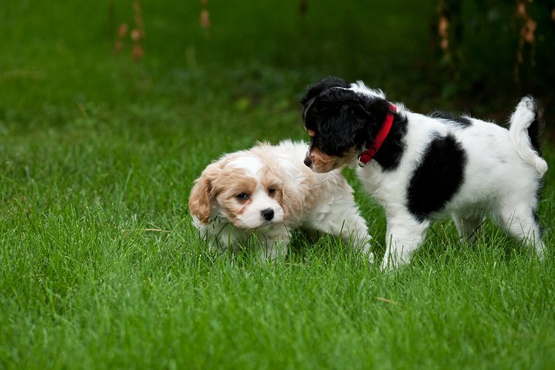 TC-Cavashon Puppy-D40120-00239.jpg :: 10 week old Tri-colored Cavashon Puppy playing 8 week old Apricot and white Cavachon puppy on the grass