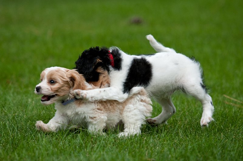 TC-Cavashon Puppy-D40120-00252.jpg :: 10 week old Tri-colored Cavashon Puppy playing 8 week old Apricot and white Cavachon puppy on the grass