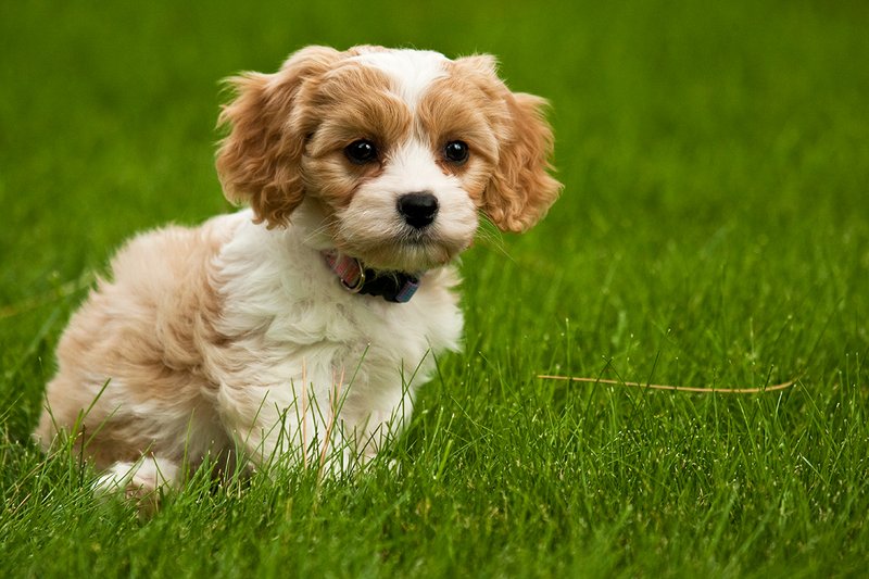 TC-Cavashon Puppy-D40120-00274.jpg :: 8 week old Apricot and white Cavachon puppy on the grass