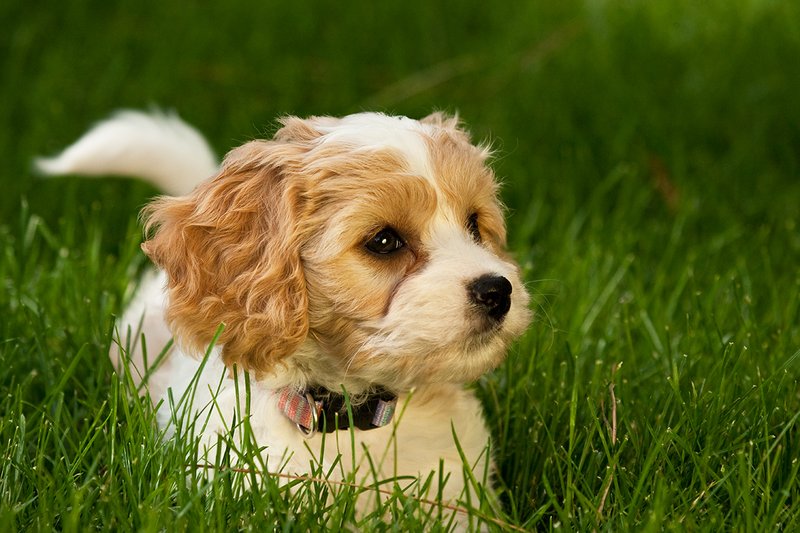 TC-Cavashon Puppy-D40120-00277.jpg :: 8 week old Apricot and white Cavachon puppy on the grass