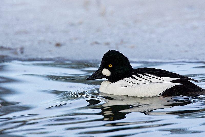 TC-Common Goldeneye Duck-D00865-00001.jpg :: Drake Common Goldeneye Duck on Pond