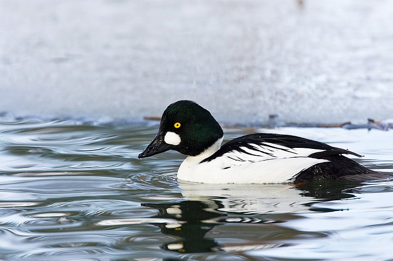TC-Common Goldeneye Duck-D00865-00009.jpg :: Drake Common Goldeneye Duck on Pond